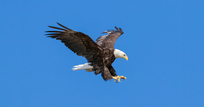 Bald eagle attacks government drone, sending it plummeting into Lake Michigan