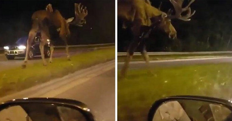 A Lot Of People Don’t Realize That Moose Are Huge