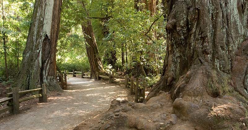 Big Basin, Home To Majestic Coast Redwoods, Is ‘Gone’