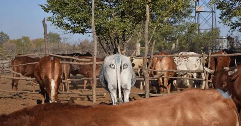 Painting Eyes On The Butts Of Cattle Surprisingly Effective At Scaring Off Would-Be Predators - Featured image