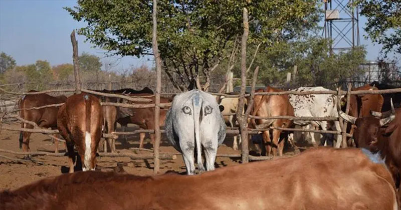 Painting Eyes On The Butts Of Cattle Surprisingly Effective At Scaring Off Would-Be Predators - Featured image