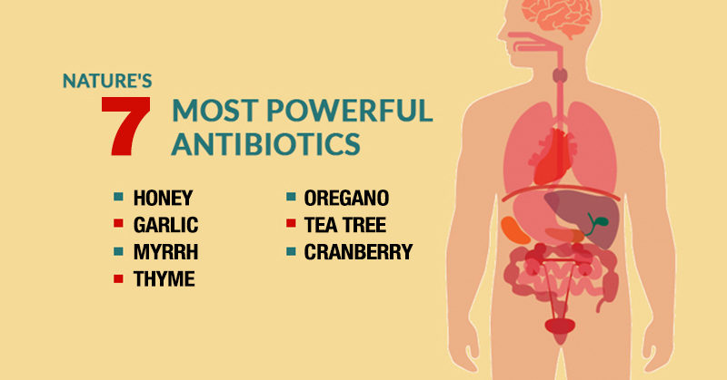 7 of Nature’s Most Powerful Antibiotics
