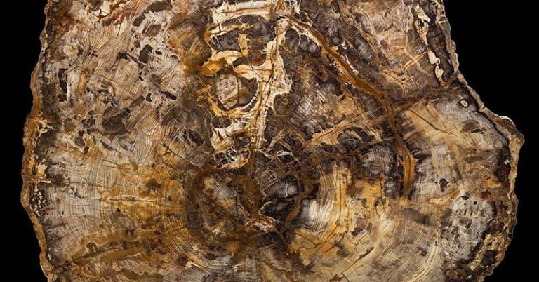 A 16-Million-Year-Old Tree Tells a Deep Story of the Passage of Time - Featured image