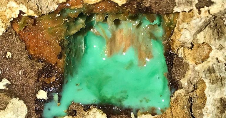 The rare plants that ‘bleed’ nickel - Featured image