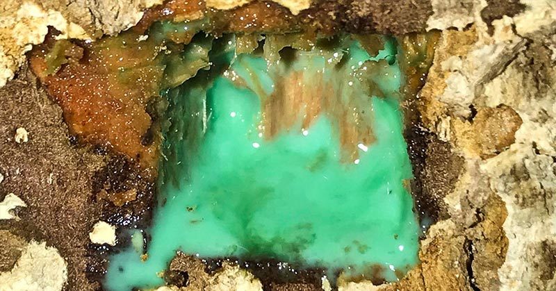 The rare plants that ‘bleed’ nickel