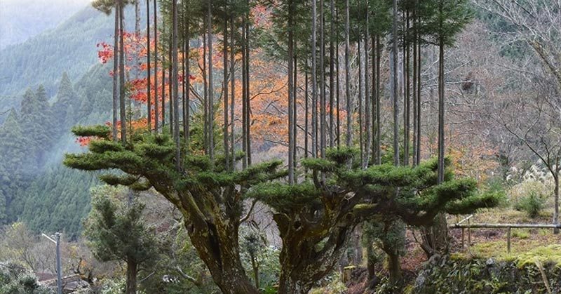 Ancient Forestry Technique Produces Lumber Without Cutting Down Trees
