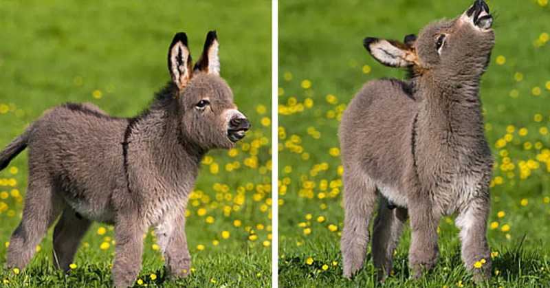 Mini Donkeys are the Most Underrated Adorable Animals That You Can Get as Pets