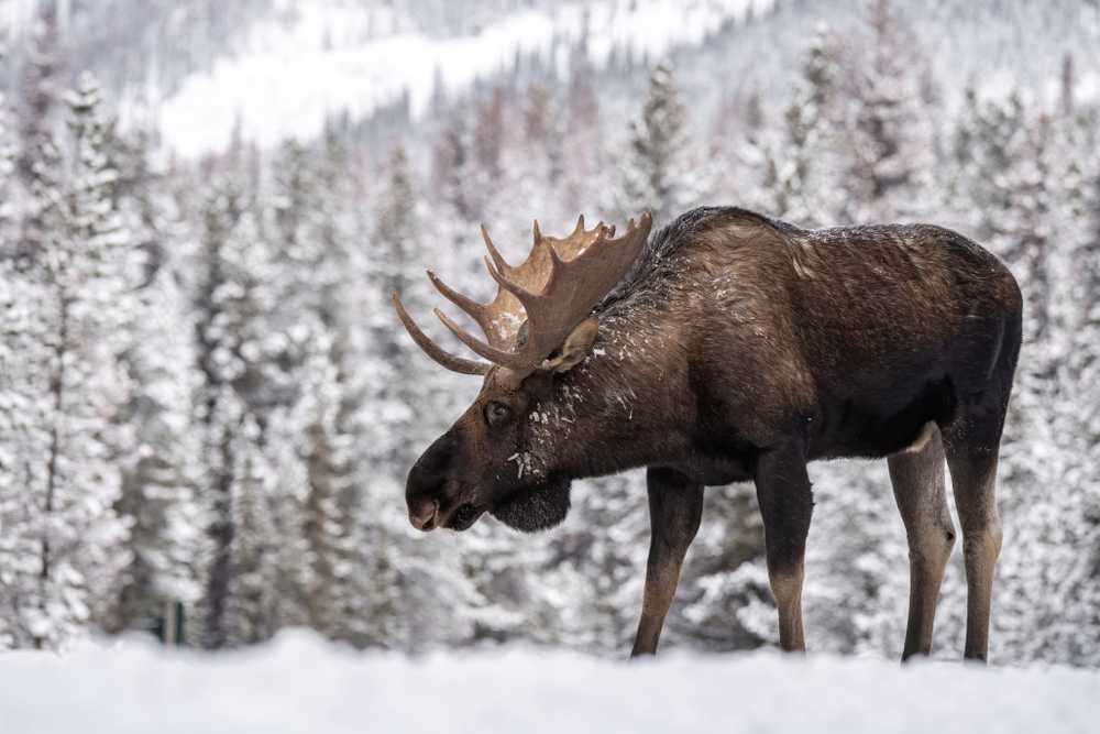 A moose in winter in jasper National park, Canada
