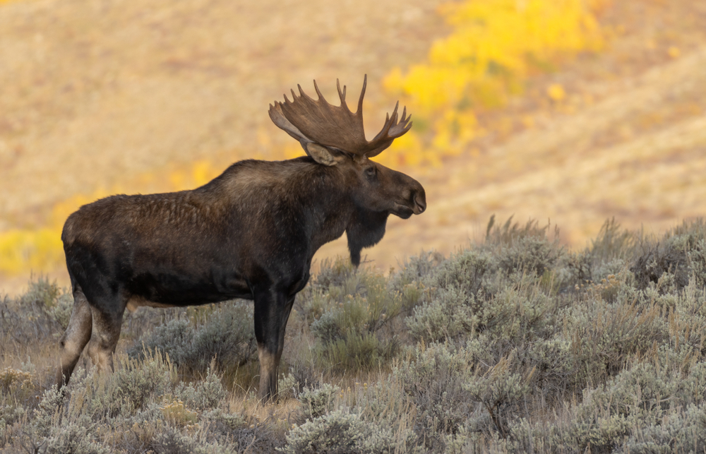 Bull Shiras Moose in Autumn in Wyoming

