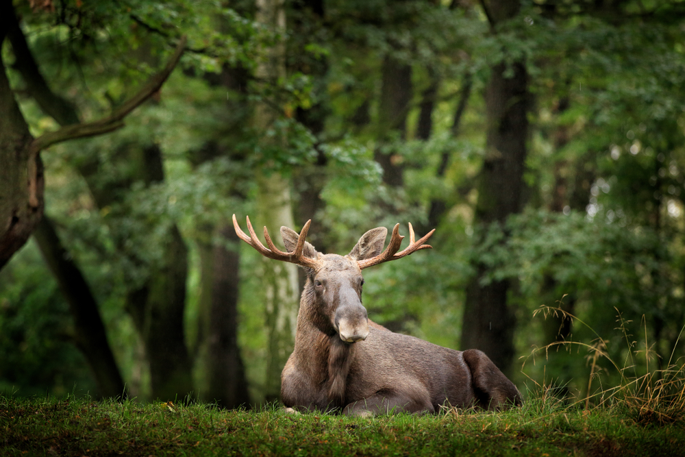 Wildlife scene from Sweden. Moose or Eurasian elk, Alces alces in the dark forest during rainy day. Beautiful animal in the nature habitat. Animal in the green vegetation.
