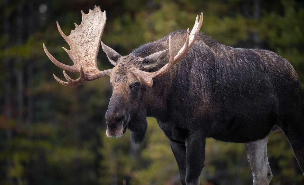 A Moose in Jasper Canada
