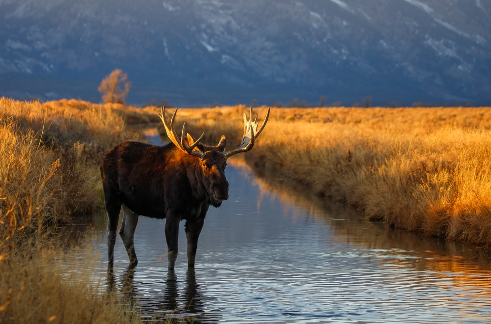 Grand Tetons bull moose in sage brush
