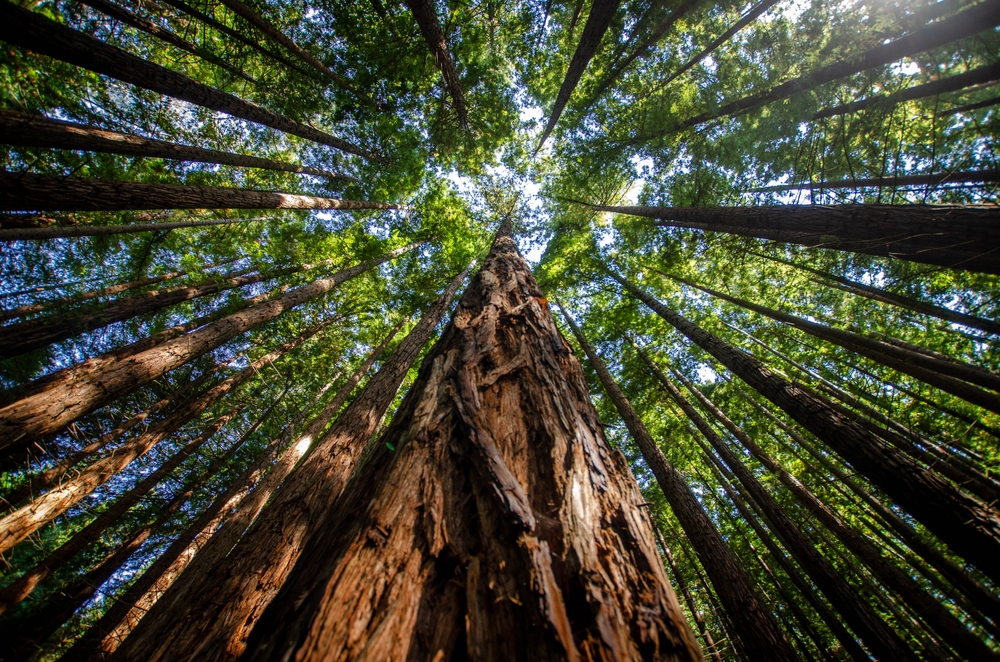 Close-up from Below of a Red Sequoia Tree Climbing into the sky with the rest of the trees in the forest on a sunny day
