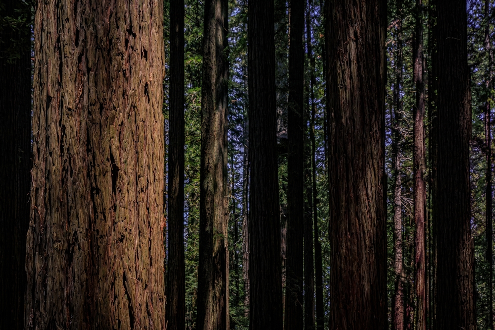 Giant ancient sequoia trees in the Redwoods Forest in Northern California
