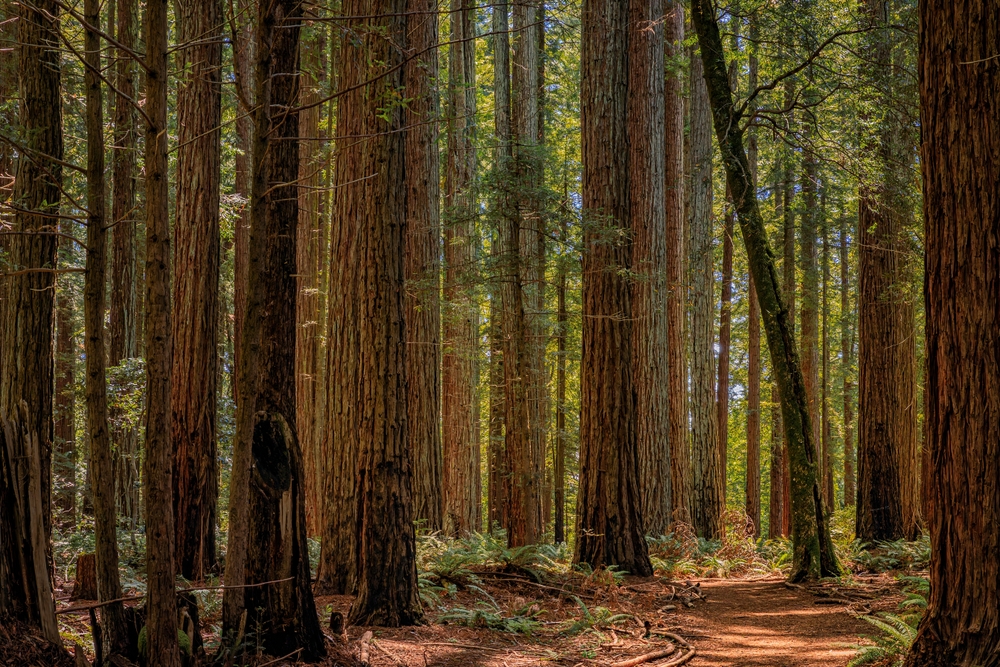 Giant ancient sequoia trees in the Redwoods Forest in Northern California
