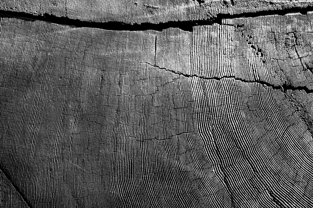 Cross section of a giant ancient sequoia tree cut on the west coast of California
