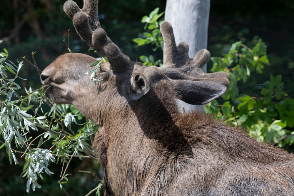 A close-up of a moose eating leaves from a tree branch in a forested area.
