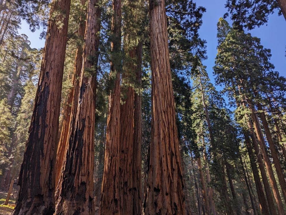 The Senate Group of Giant Sequoia Trees in Sequoia National Park, Central California
