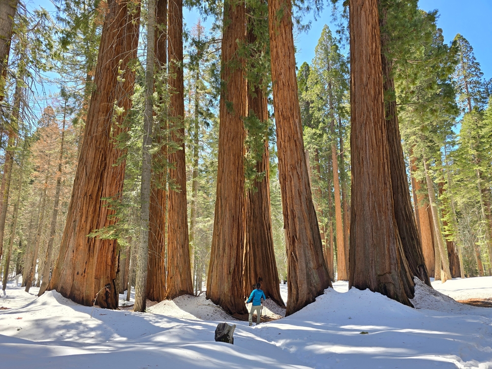 Man hiking in Sequoia National Park with many tall sequoia trees

