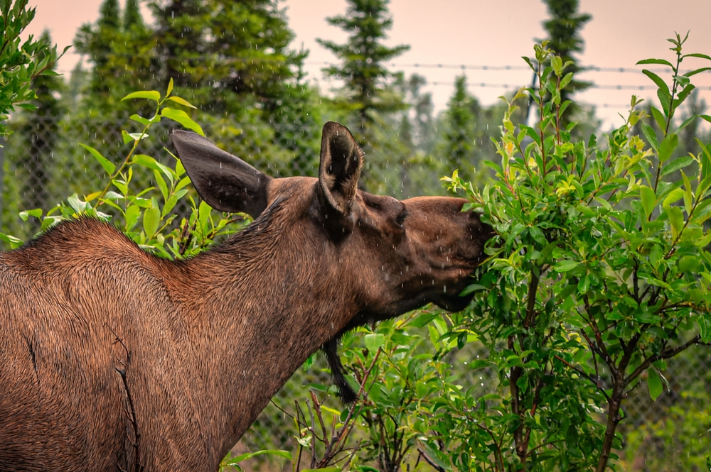 A close-up of a moose eating leaves from a bush in a forested area with a fence in the background
