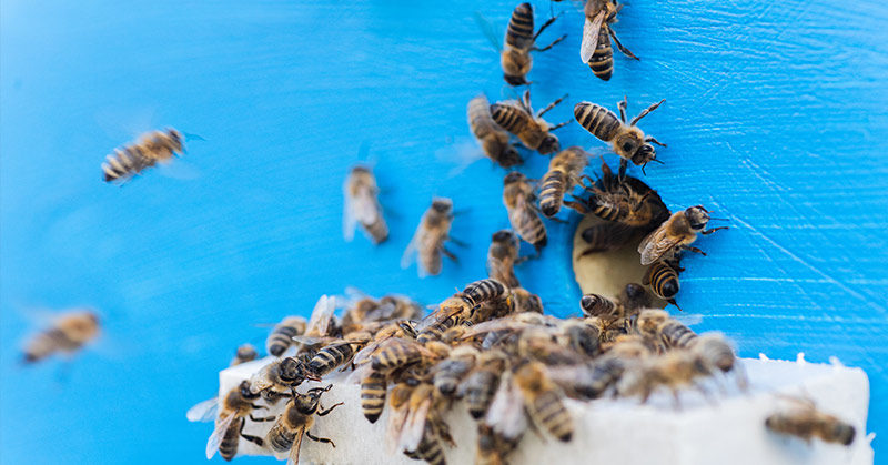 Honeybee Venom Rapidly Kills Aggressive Breast Cancer Cells, Australian Research Finds
