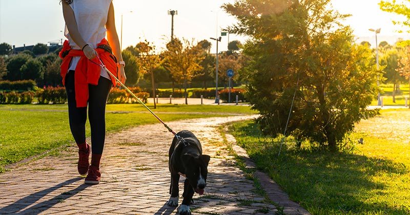 Dogs Must be Walked Twice a Day, According to a New German Law