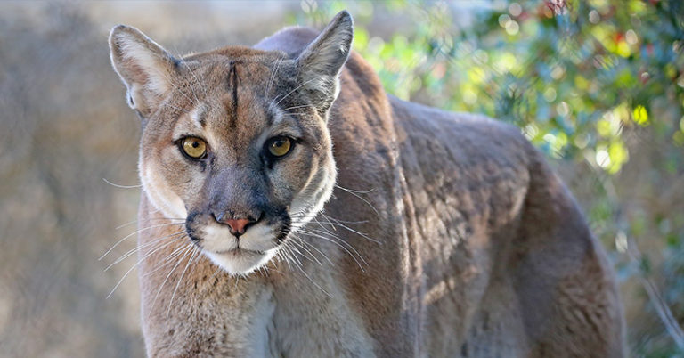 How to survive a mountain lion encounter - Featured image
