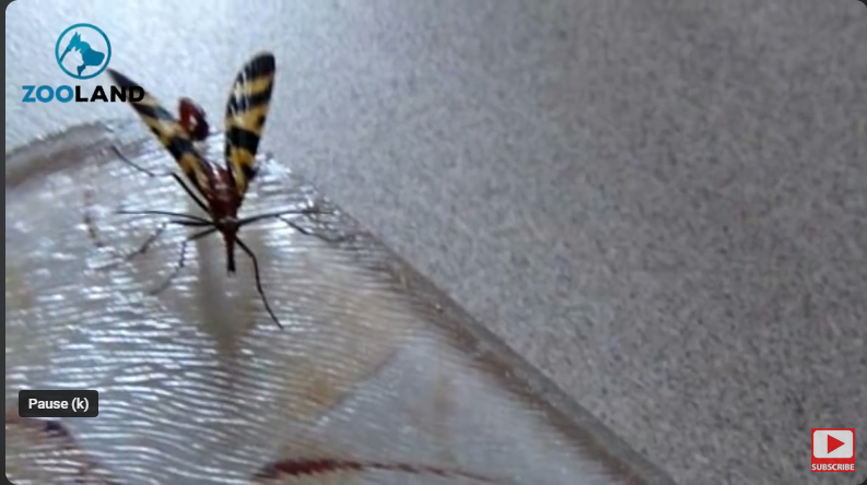 scorpionfly