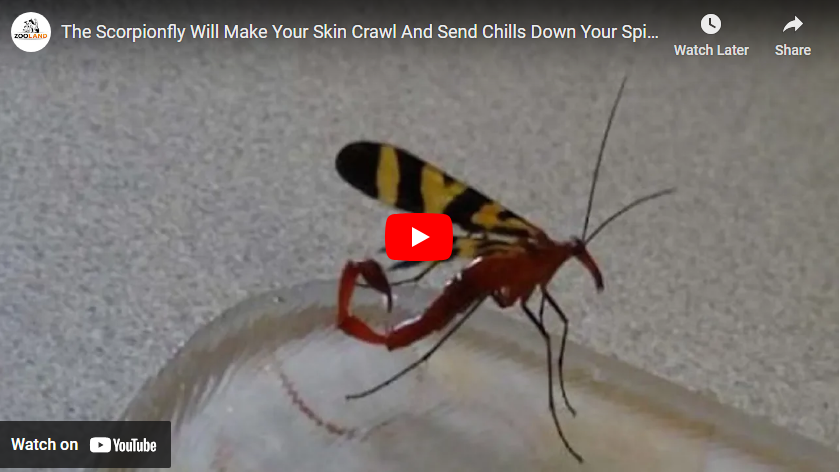 scorpionfly