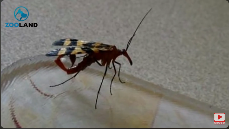 scorpionfly
