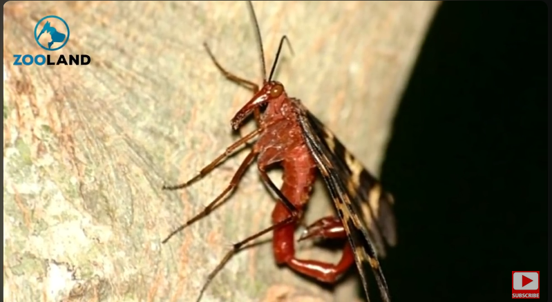 scorpionfly