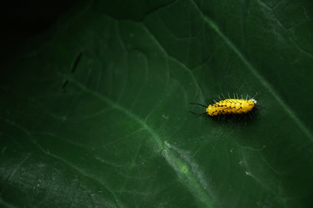 larvae