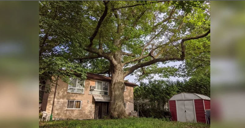 Canadians Unite In a Fight to Save an Ancient Tree Older Than the Country Itself