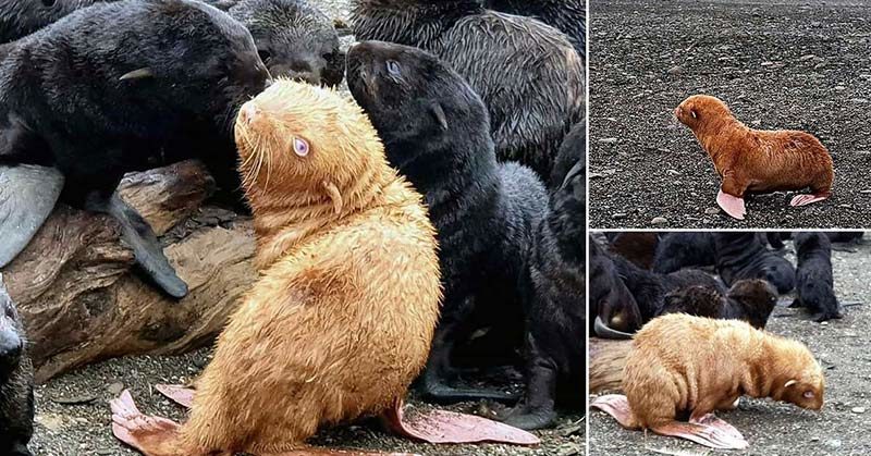 Extremely Rare Ginger Seal May Have To Be Rescued After Being Shunned By Its Colony