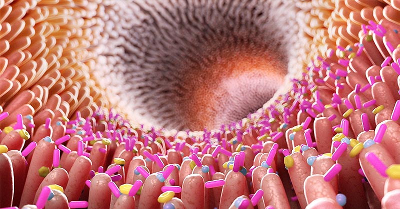 Gut Bacteria Linked to Cardiovascular, Other Health Conditions - Featured image