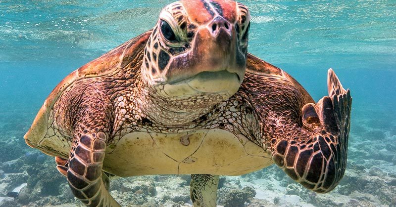 32 Comedy Wildlife Photos That Will Brighten Up Your Day