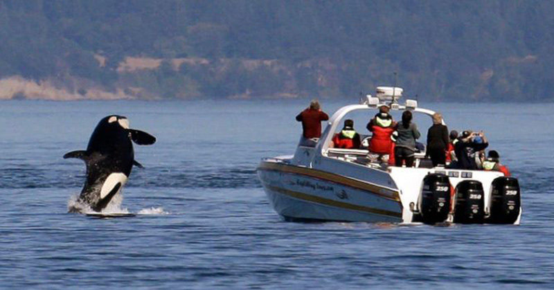 A pod of killer ‘crazy’ killer whales  launched coordinated attacks on boats, terrifying the sailors and baffling scientists
