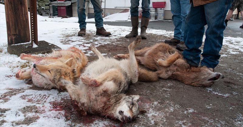 Washington becomes seventh U.S. state to outlaw wildlife killing contests