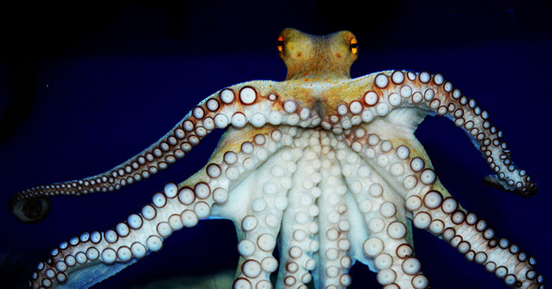 This ‘male’ octopus surprised its keepers with a cloud of 10,000 babies