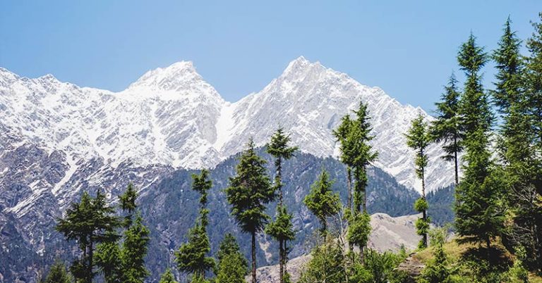 The Himalayan invention powered by pine needles - Featured image
