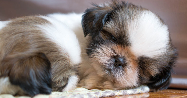 10 Dog Breeds That Live a Long Time - Featured image