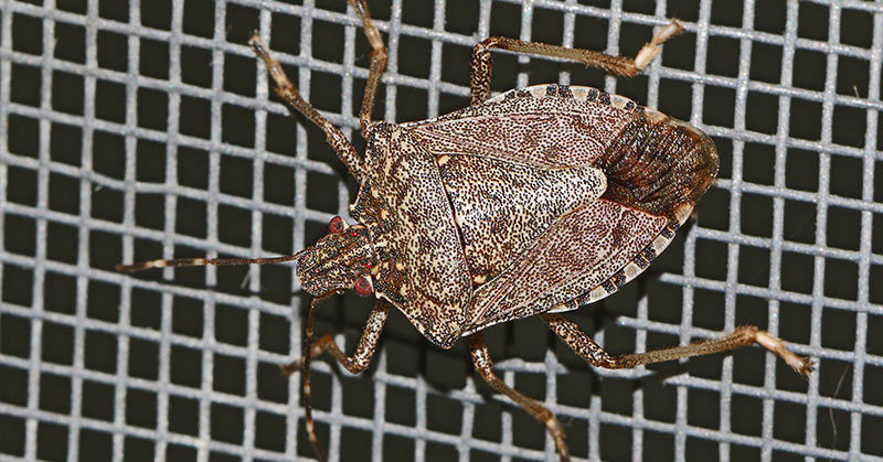 Warning: A ‘Robust’ Explosion Of Stink Bugs Could Be Headed Your Way