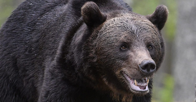 Hikers discover bear eating man at Great Smoky Mountains campsite - Featured image