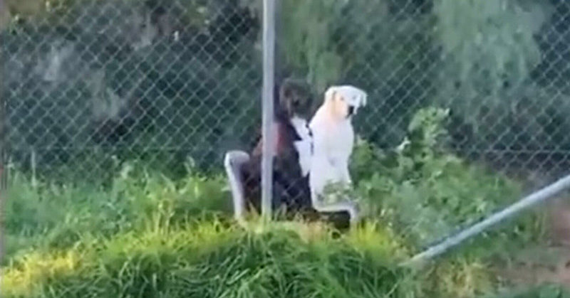 Man Spots Dog Friends Sitting Side-by-Side on Chairs in a Field, Posts Odd Encounter on TikTok