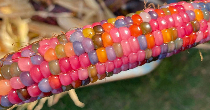 “Glass Gem” Rainbow Corn Exists and Its Conception is Incredible