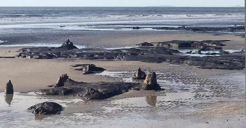 Storm Francis Reveals an Ancient Underground Forest That Was Hidden for Thousands of Years