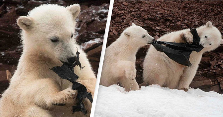 Hungry Polar Bears Chew On Plastic Bag In Heartbreaking Photos - Featured image