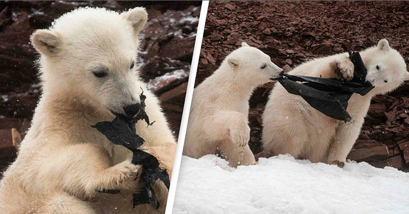 Hungry Polar Bears Chew On Plastic Bag In Heartbreaking Photos