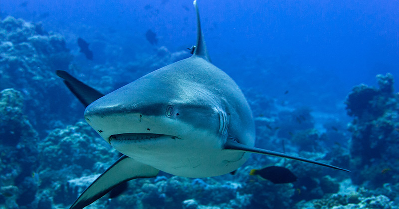 Pregnant Woman Jumps Into Water to Rescue Husband from Shark Attack in Florida - Featured image