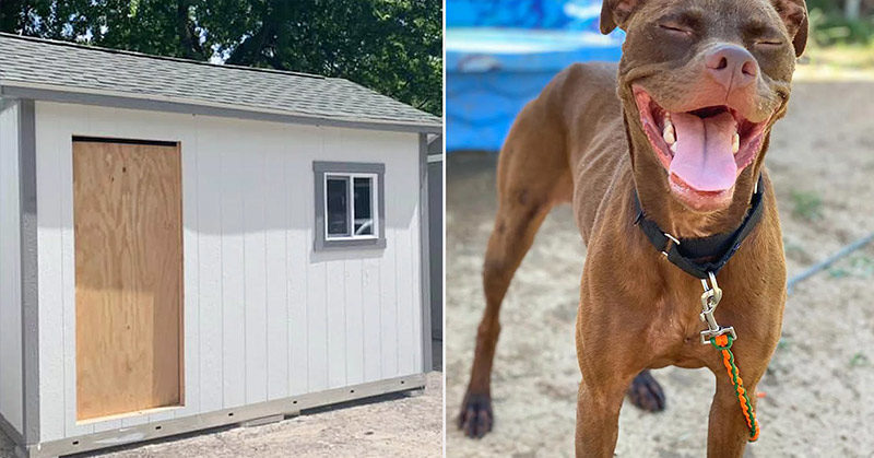 Texas Shelter Builds Tiny Homes to Give Rescue Dogs Awaiting Adoption a ‘Home-Like Environment’